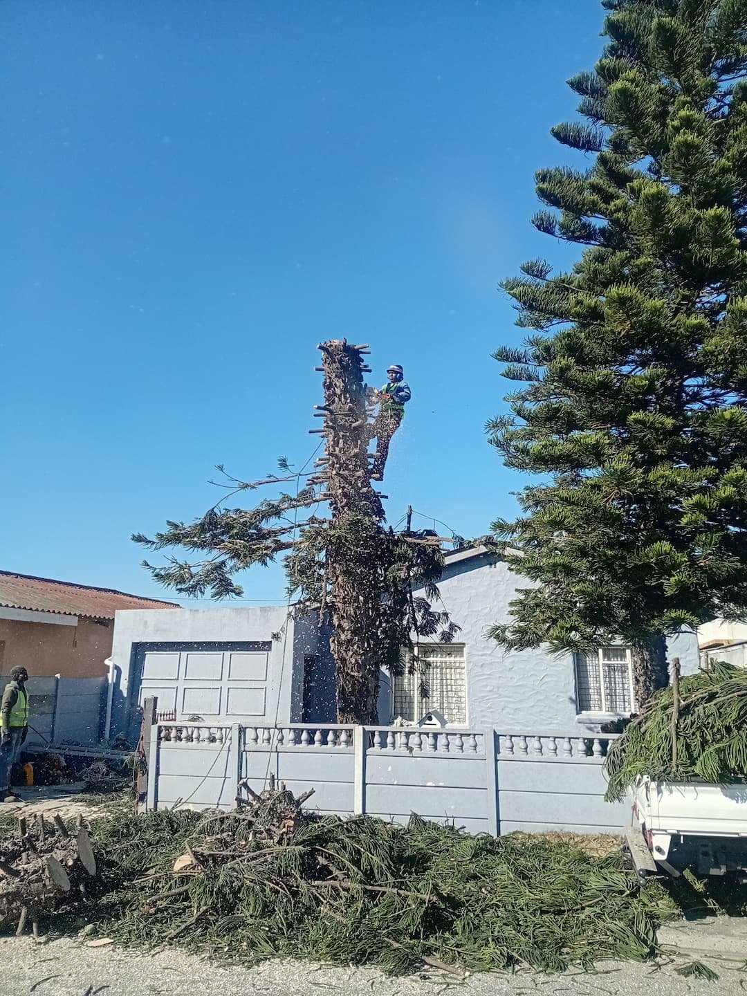 Commercial tree felling services
