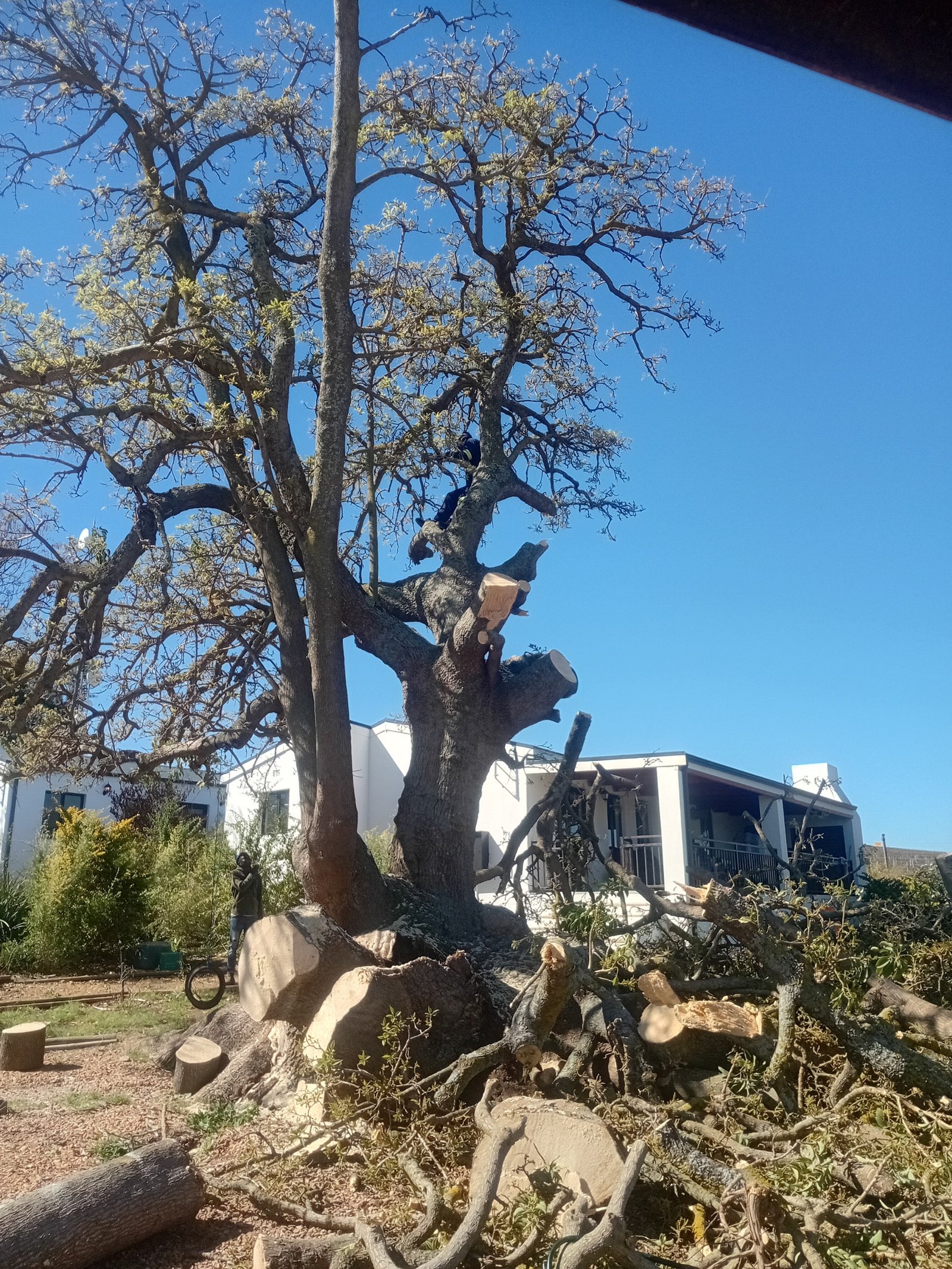 Palm Tree Services available across the Helderberg area