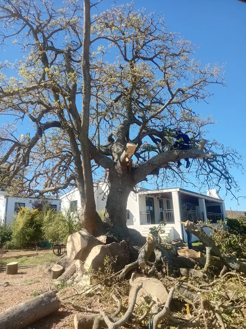 Tree felling Somerset West by Helderberg Tree Felling Services