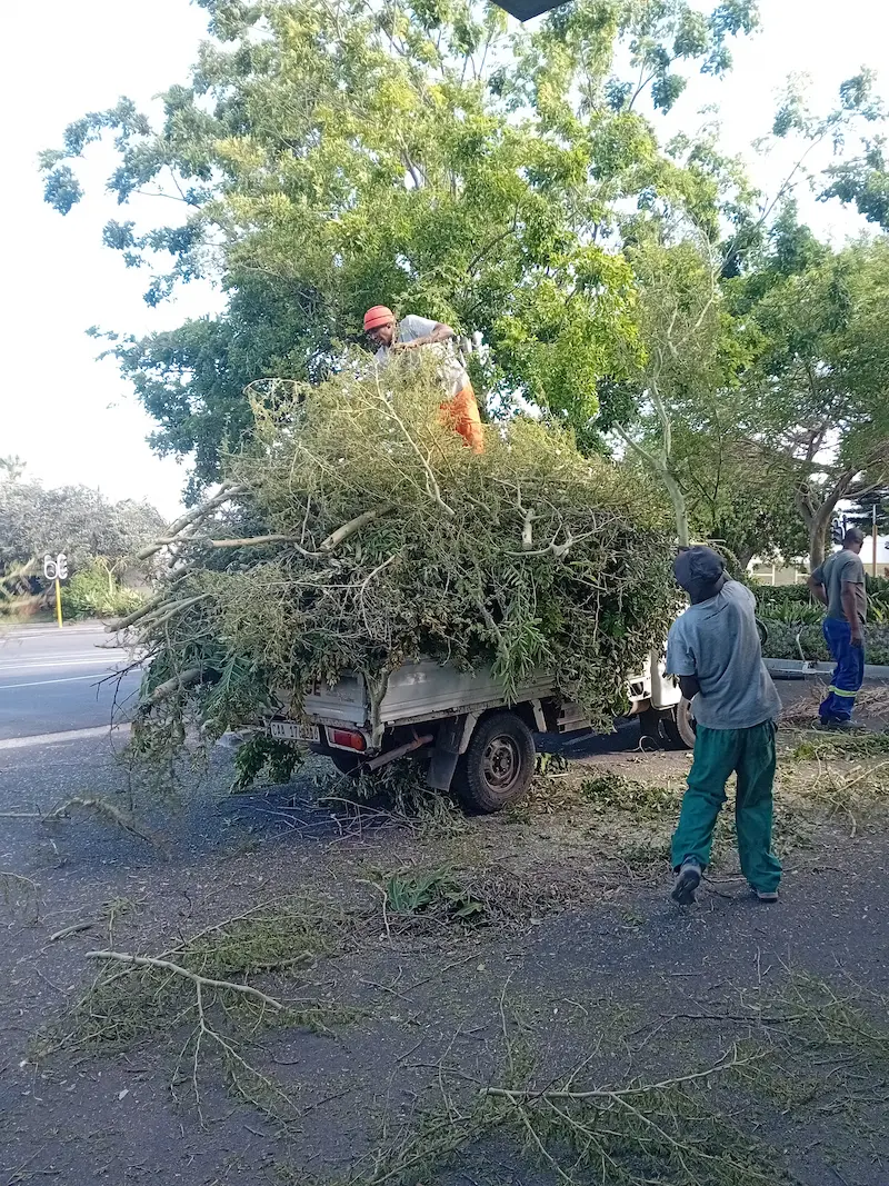 Emergency tree and branch removal in Somerset West and Helderberg