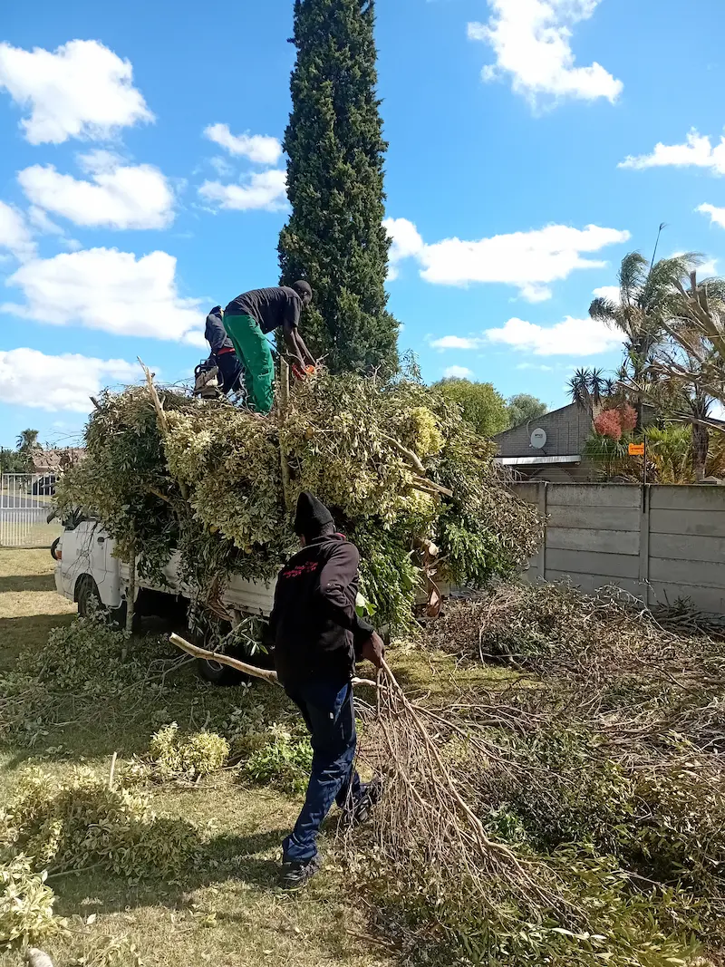 Tree branch removal services in the Helderberg area