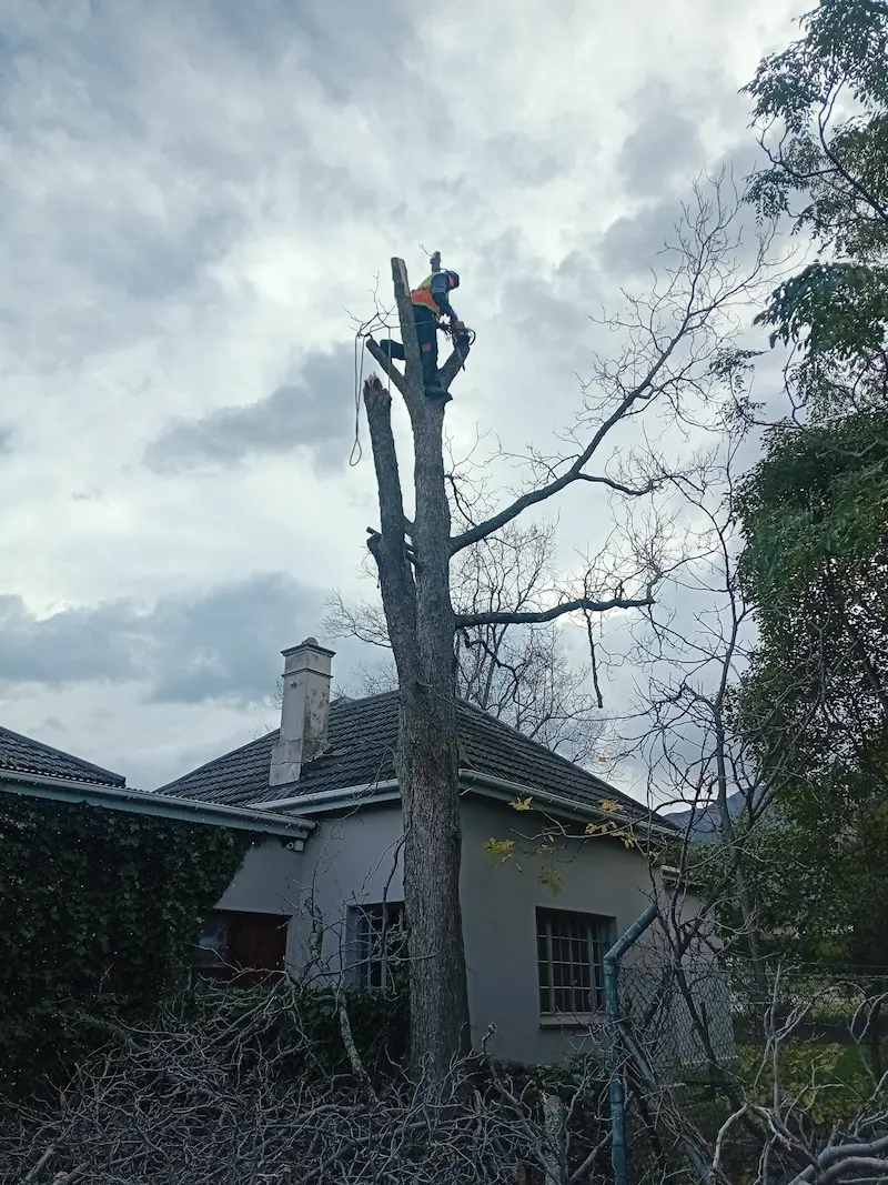Professional tree and palm services in Helderberg