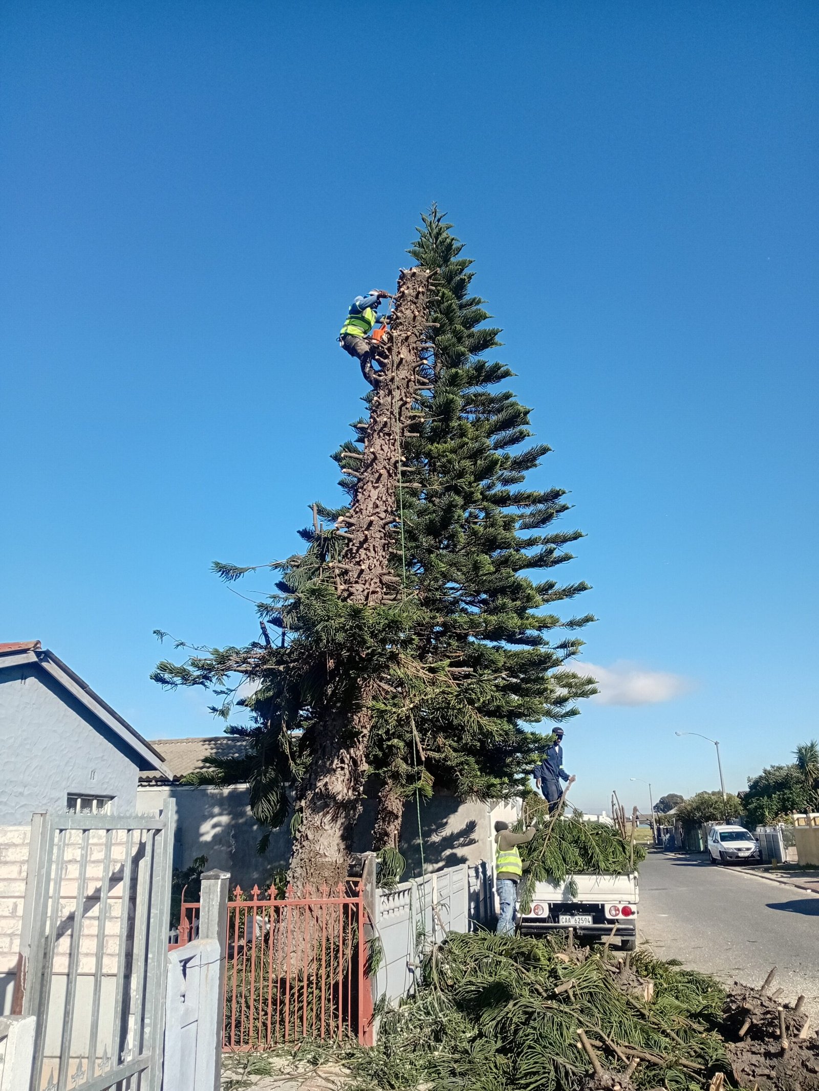 Professional tree felling services and controlled tree cutting