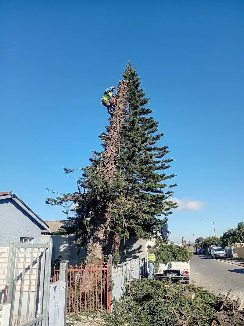 Palm Tree Services available in Strand
