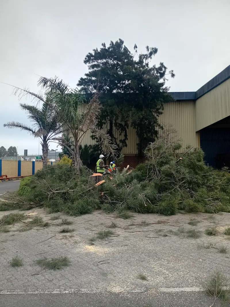 Residential tree removal services by Helderberg Tree Felling Services