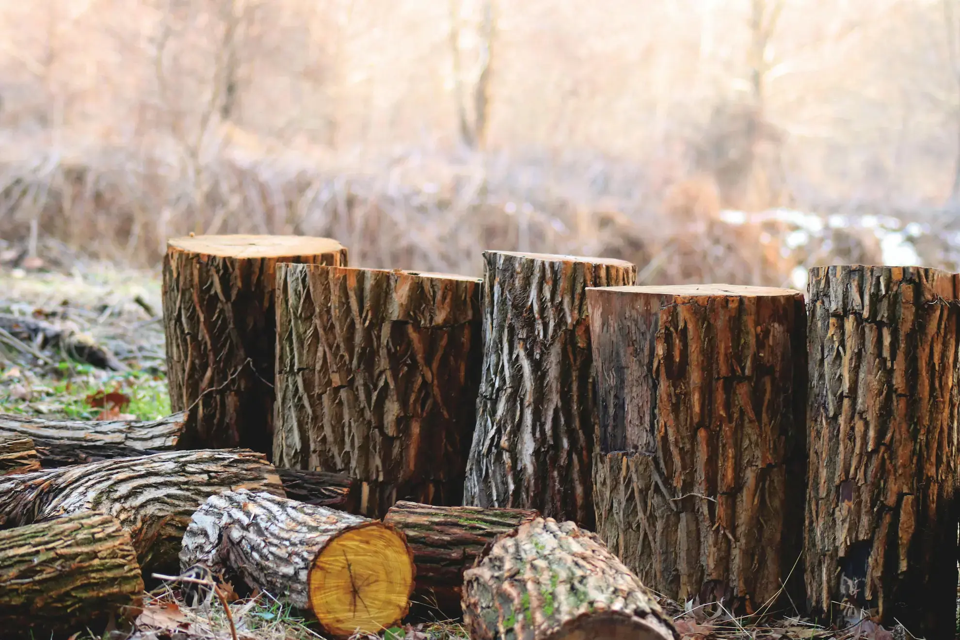 Tree felling Somerset West by Helderberg Tree Felling Services