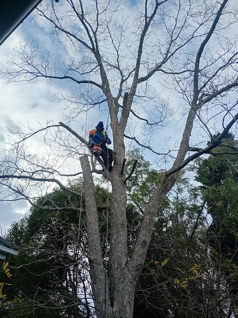 Professional tree removal in Somerset West and Helderberg