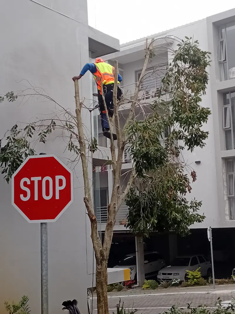 Tree Trimming & Pruning by Helderberg Tree Felling Services