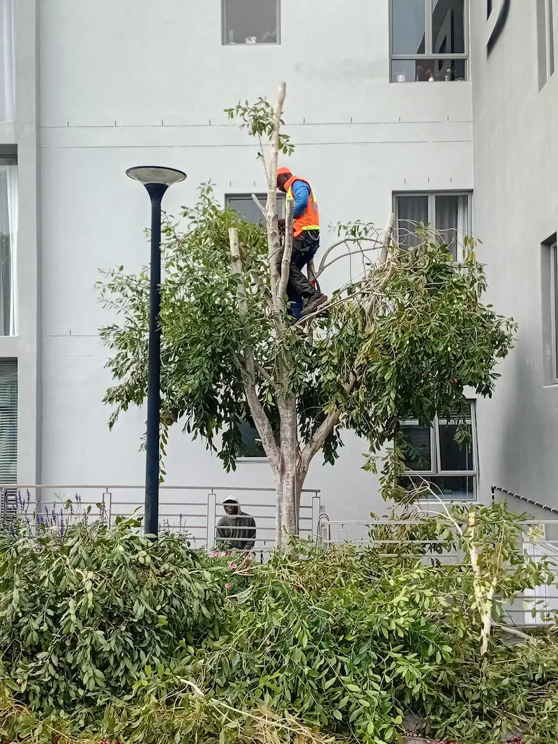 Tree trimming and pruning by Helderberg Tree Felling Services