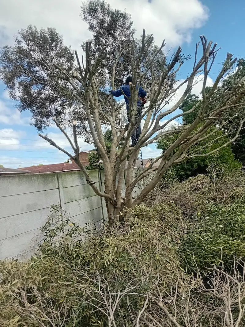 Tree trimming and pruning services in Somerset West